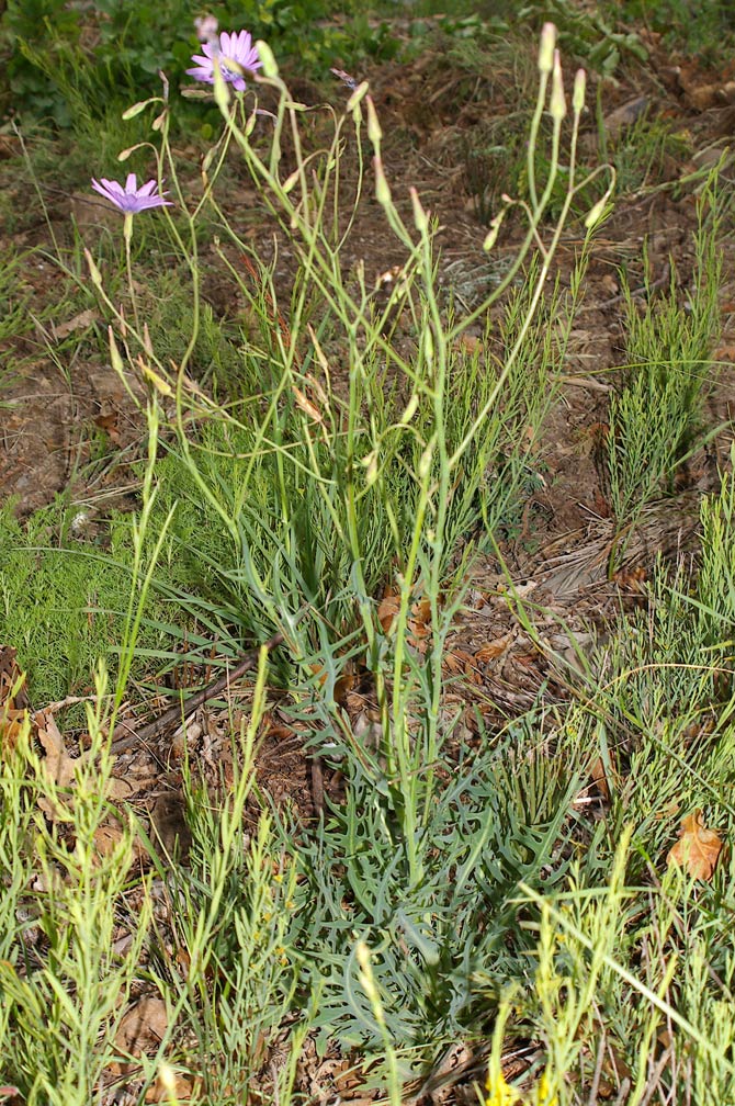 Lactuca perennis / Lattuga rupestre